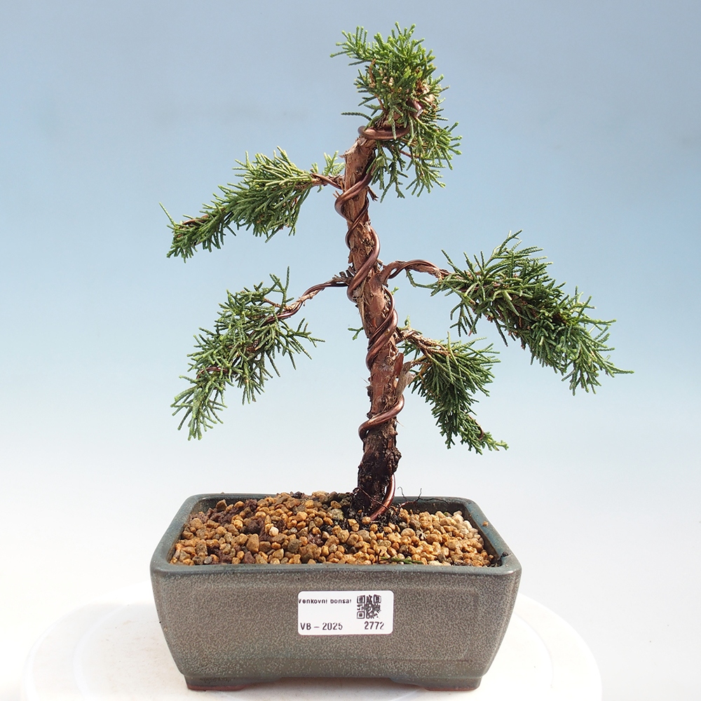 Bonsaï d'extérieur - Juniperus chinensis Kishu