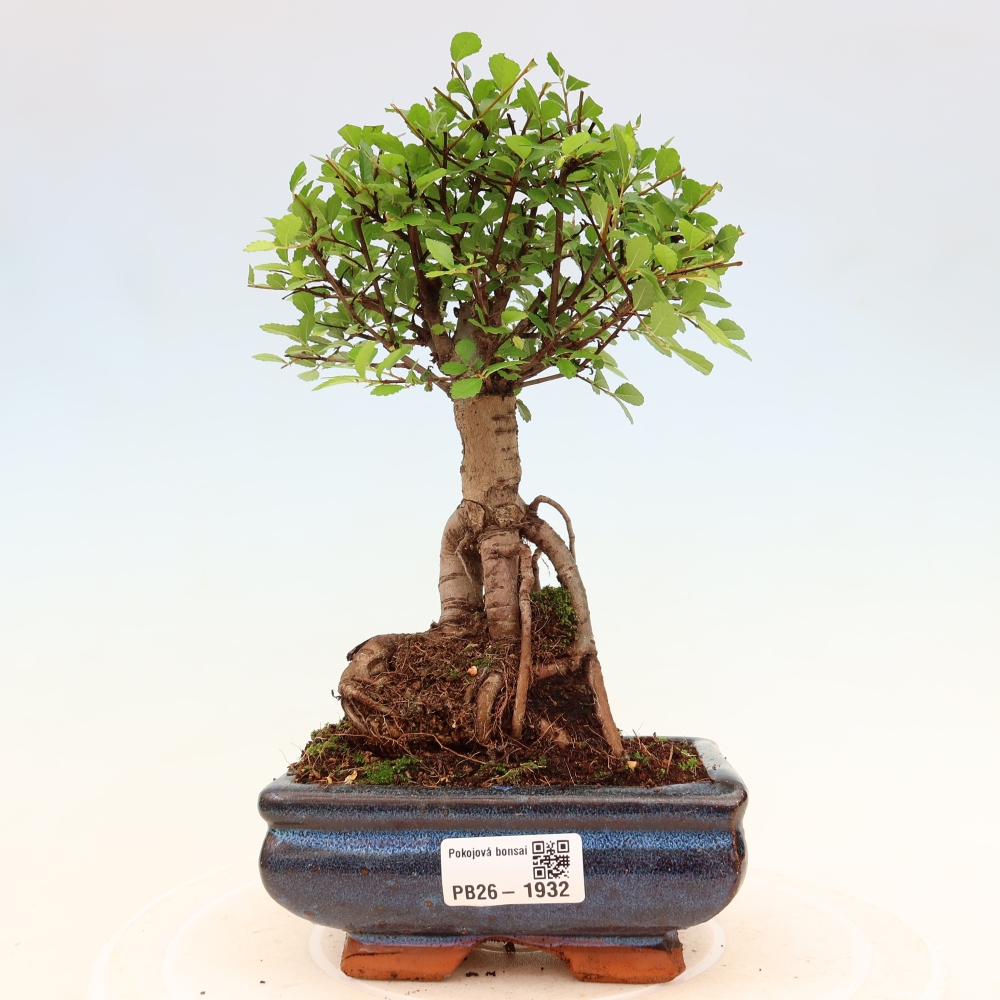 Bonsaï de chambre - Ulmus parvifolia - Orme à petites feuilles