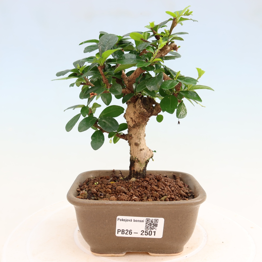 Bonsaï de chambre - Carmona macrophylla - Tea fuki