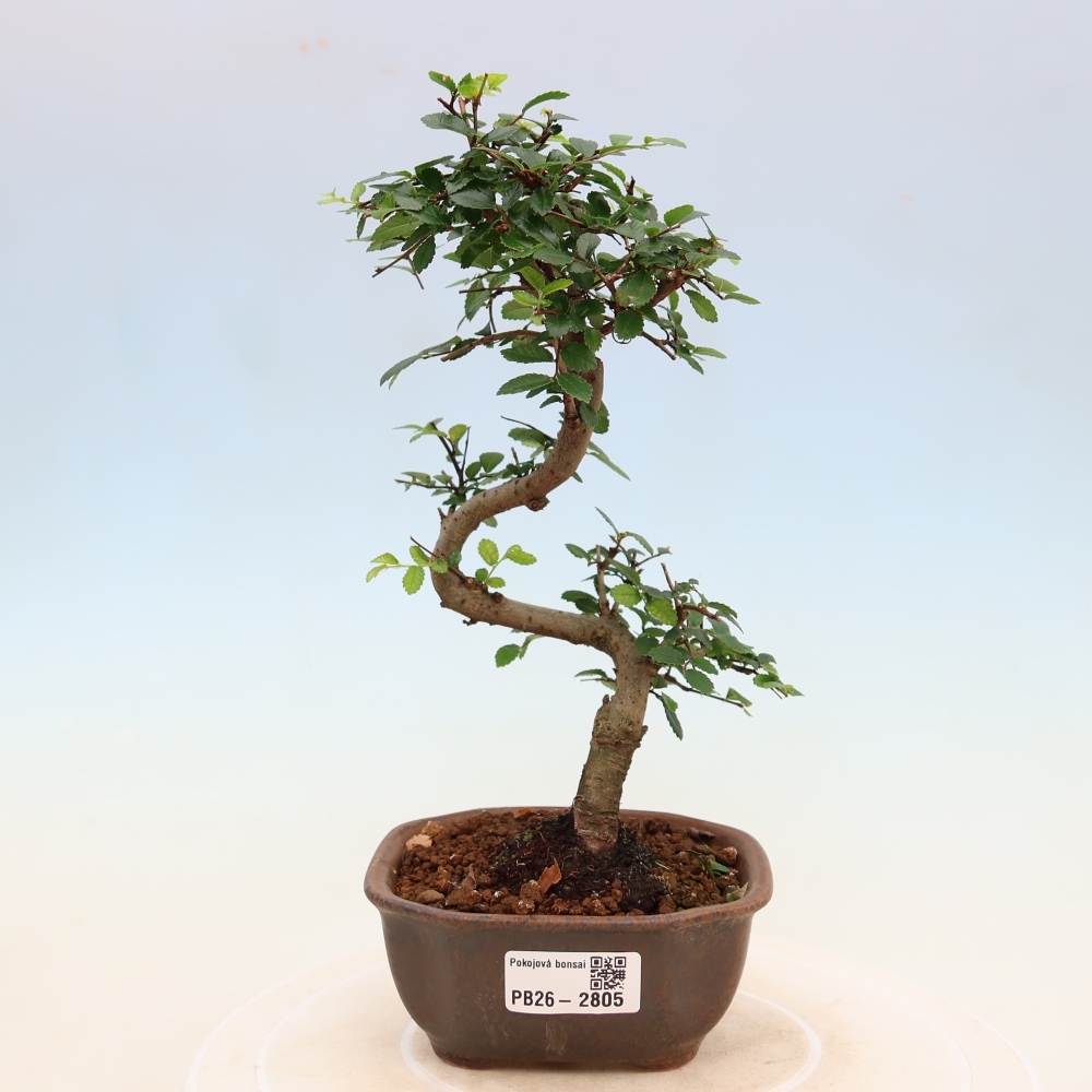 Bonsaï de chambre - Ulmus parvifolia - Orme à petites feuilles