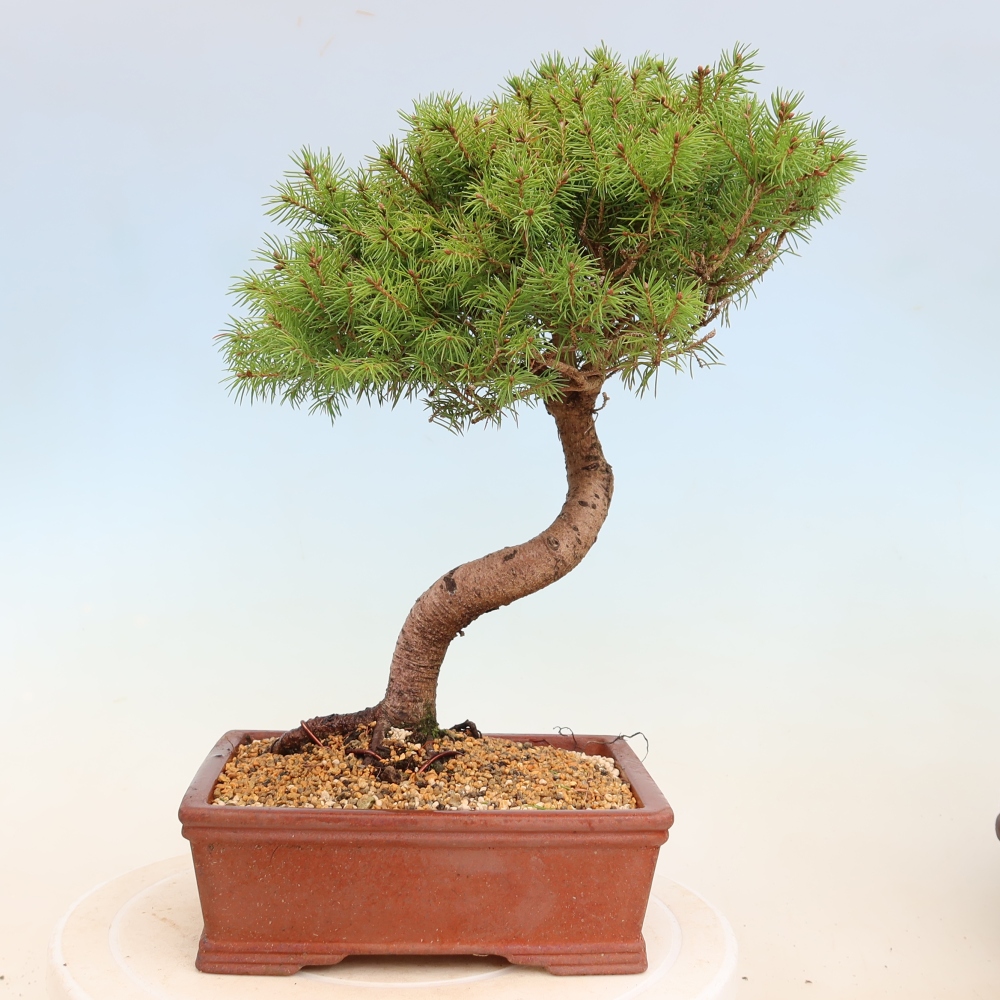 Bonsaï d'extérieur - Épicéa - Picea glauca globe