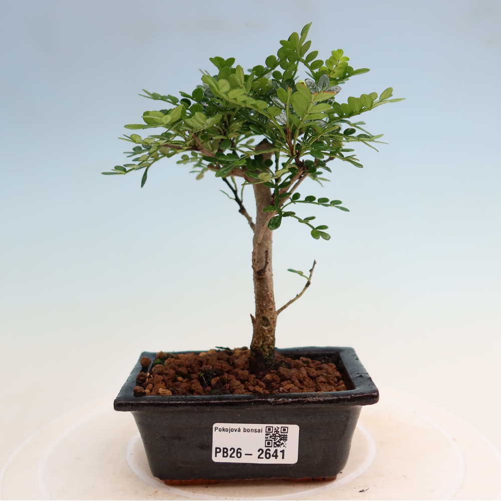 Salle bonsaï - Zantoxylum piperitum - arbre à poivre