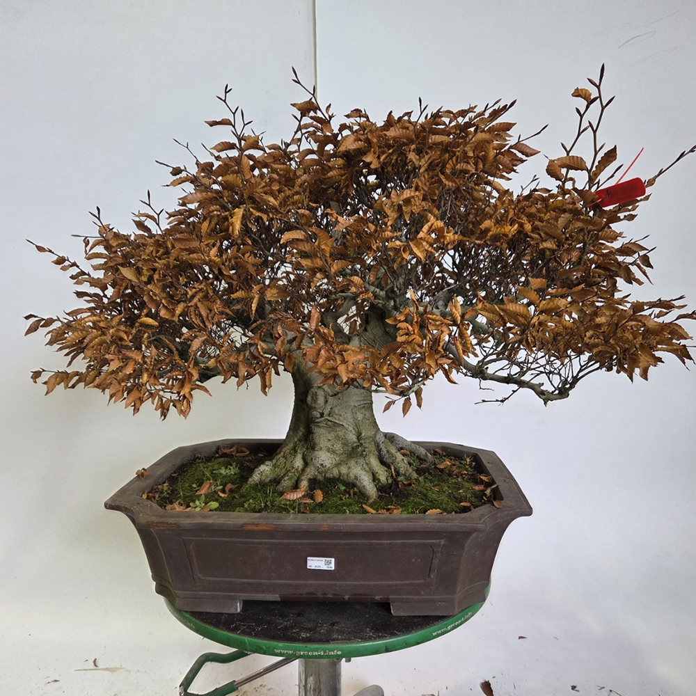 Bonsaï d'extérieur - Fagus crenata