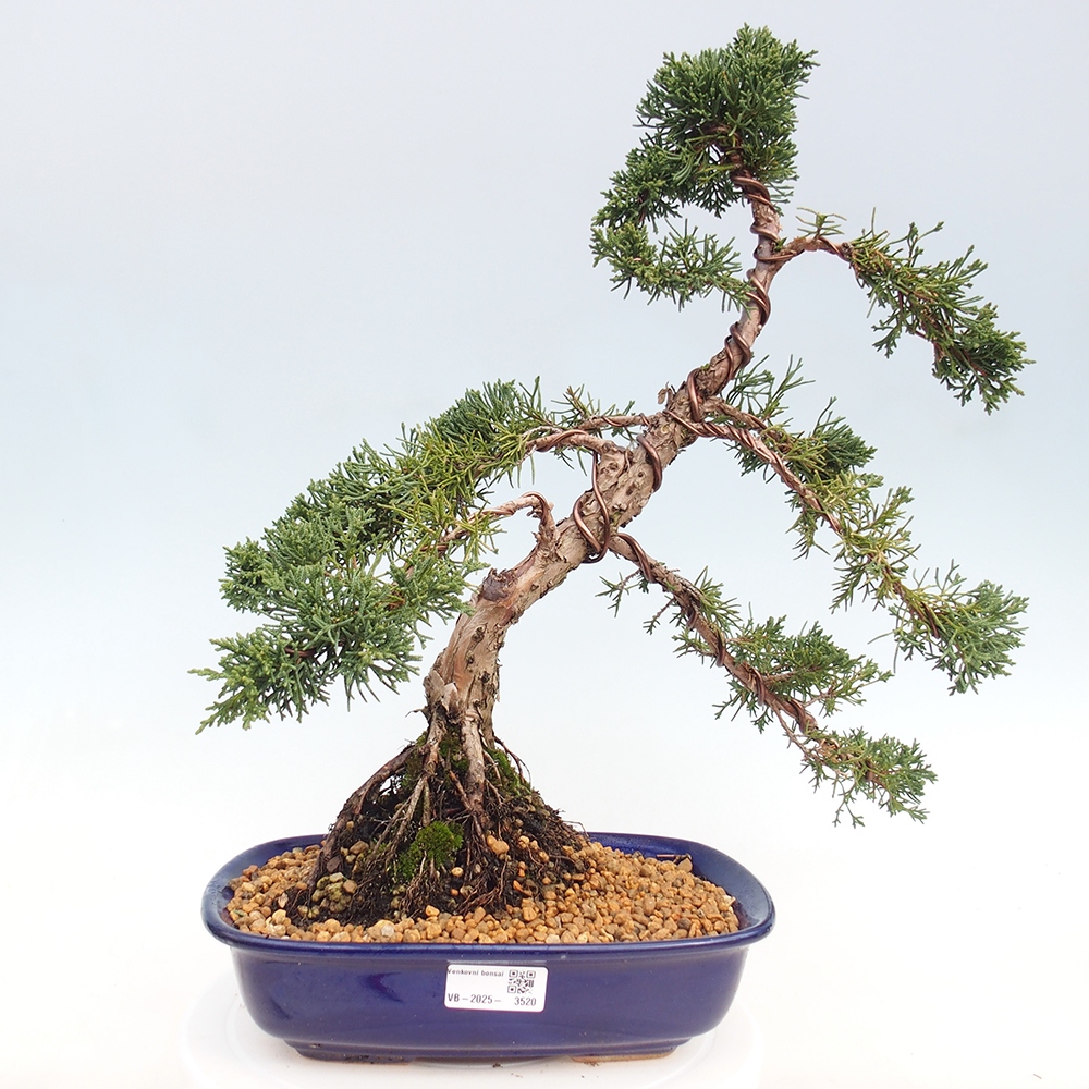 Bonsaï d'extérieur - Juniperus chinensis Kishu