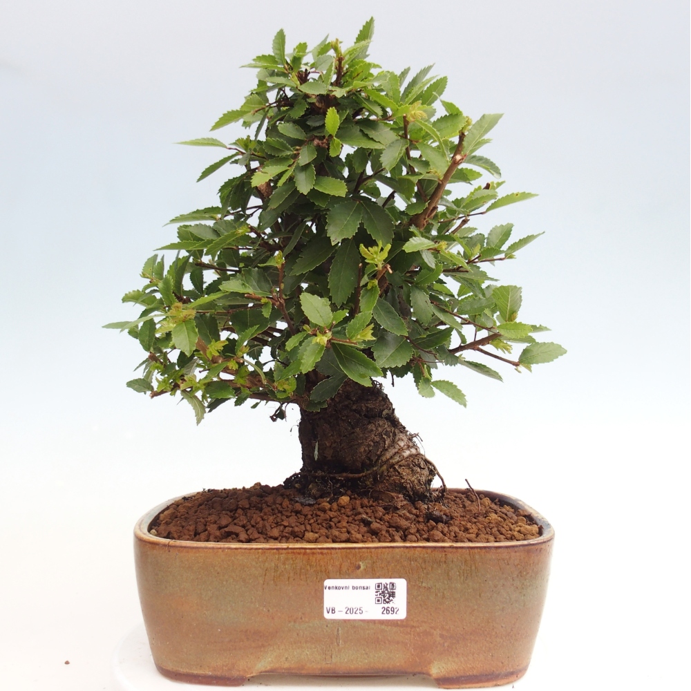 Bonsaï d'extérieur - Zelkova - Zelkova NIRE