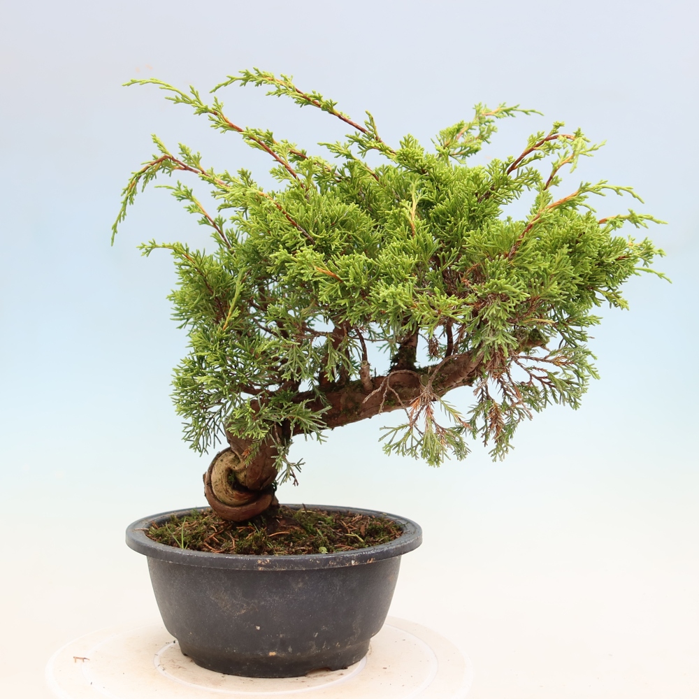 Bonsaï d'extérieur - Juniperus chinensis Itoigawa-Juniperus chinensis
