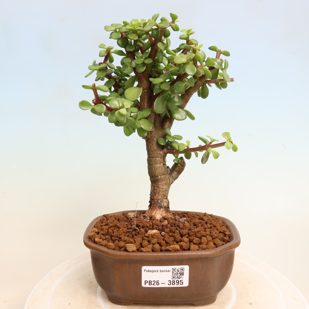 Bonsaï de chambre - Portulakaria Afra - Tlustice