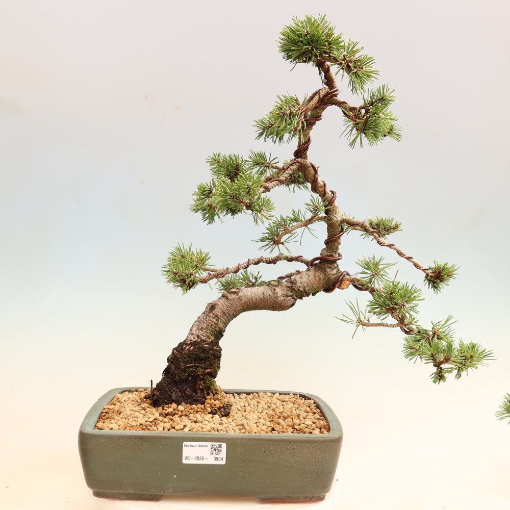 Bonsaï d'extérieur - Pinus mugo Humpy  - Pin nain
