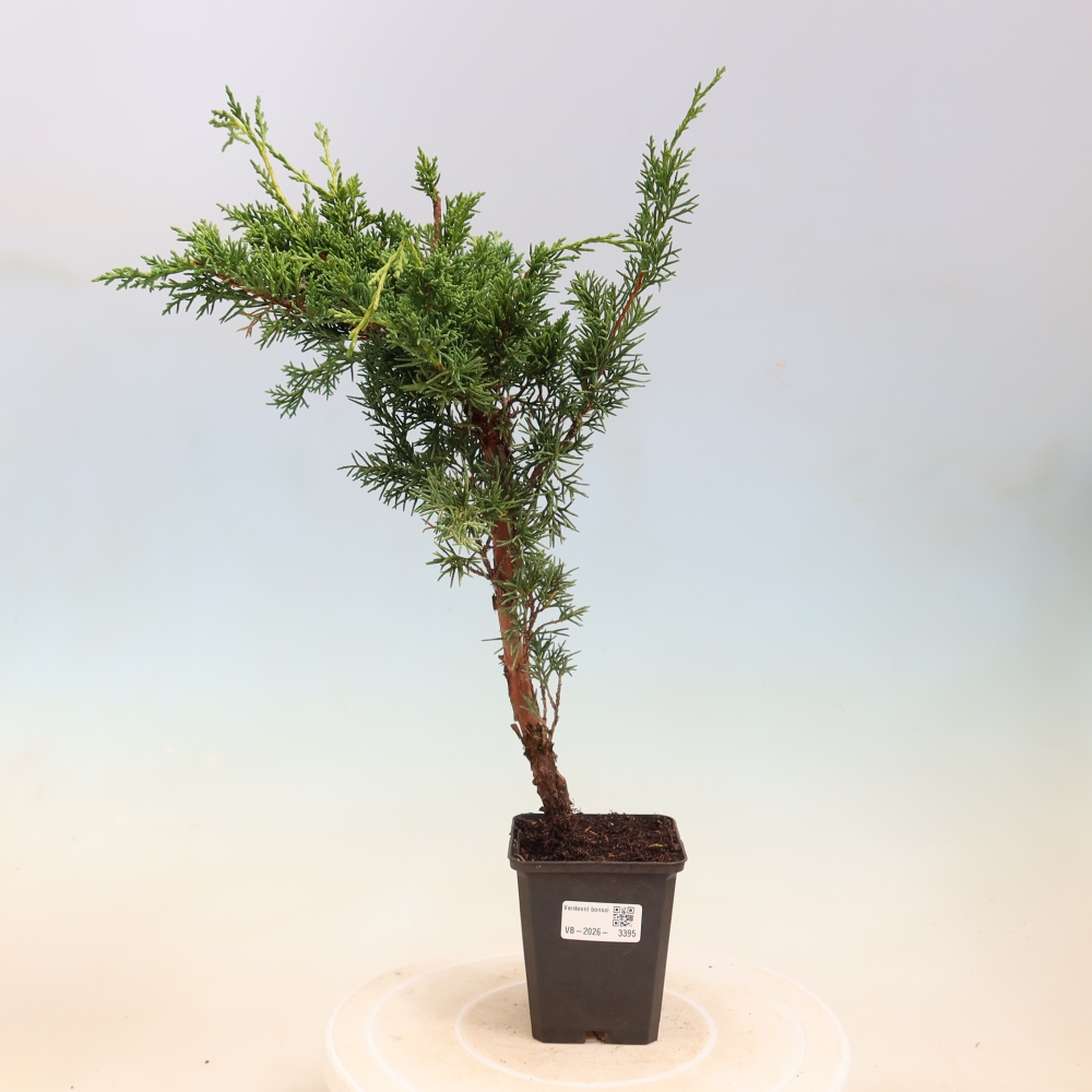Bonsaï d'extérieur - Juniperus chinensis Kishu