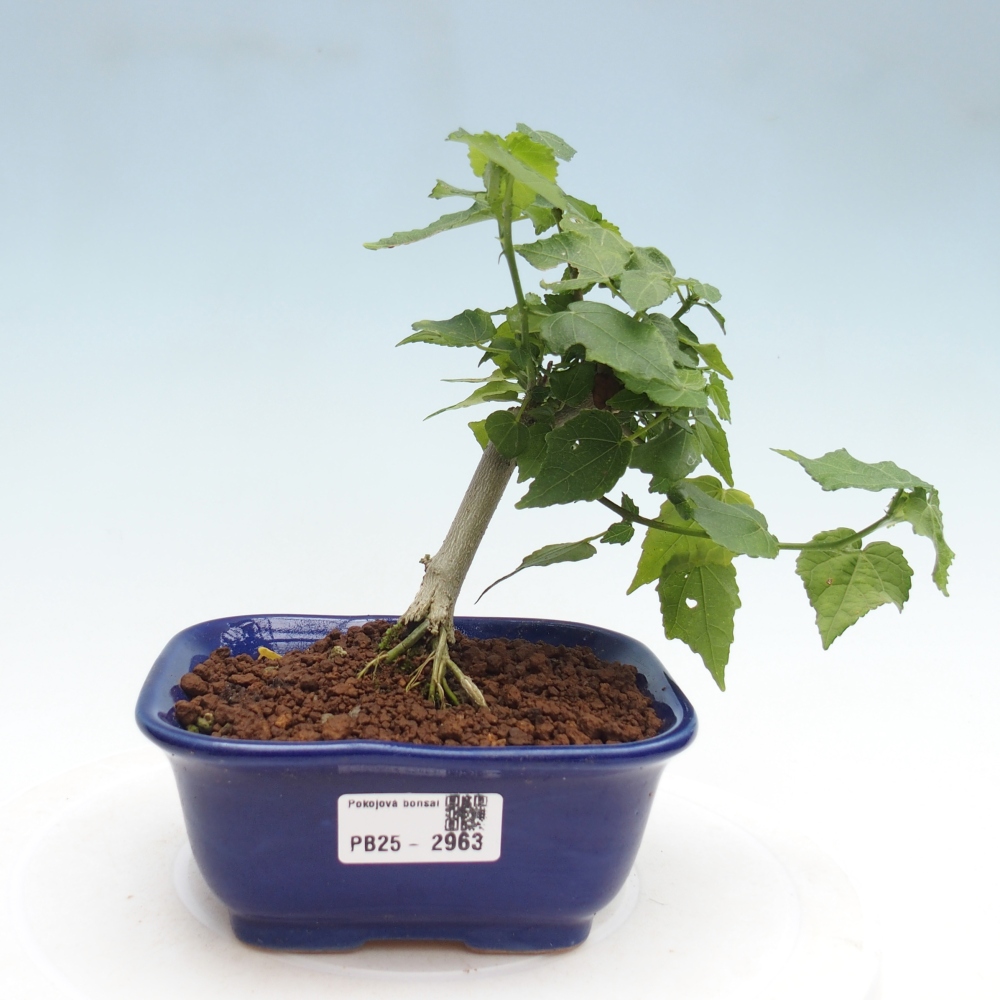 Bonsaï d'intérieur - Malvaviscus arboreus