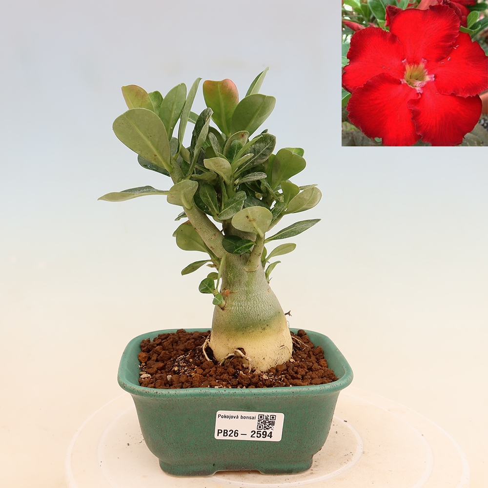 Bonsaï d'intérieur - Adenium obesum Red Star - Rose du désert