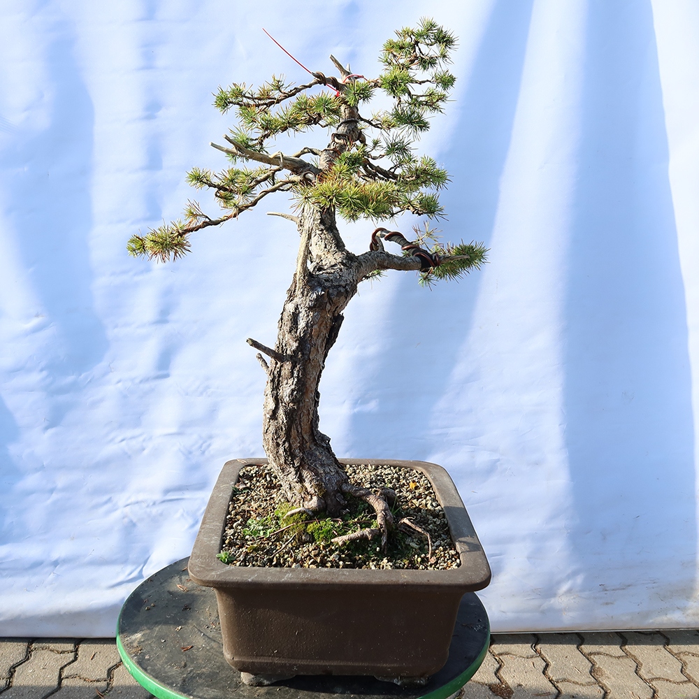 Pinus sylvestris Espagne - pin sylvestre