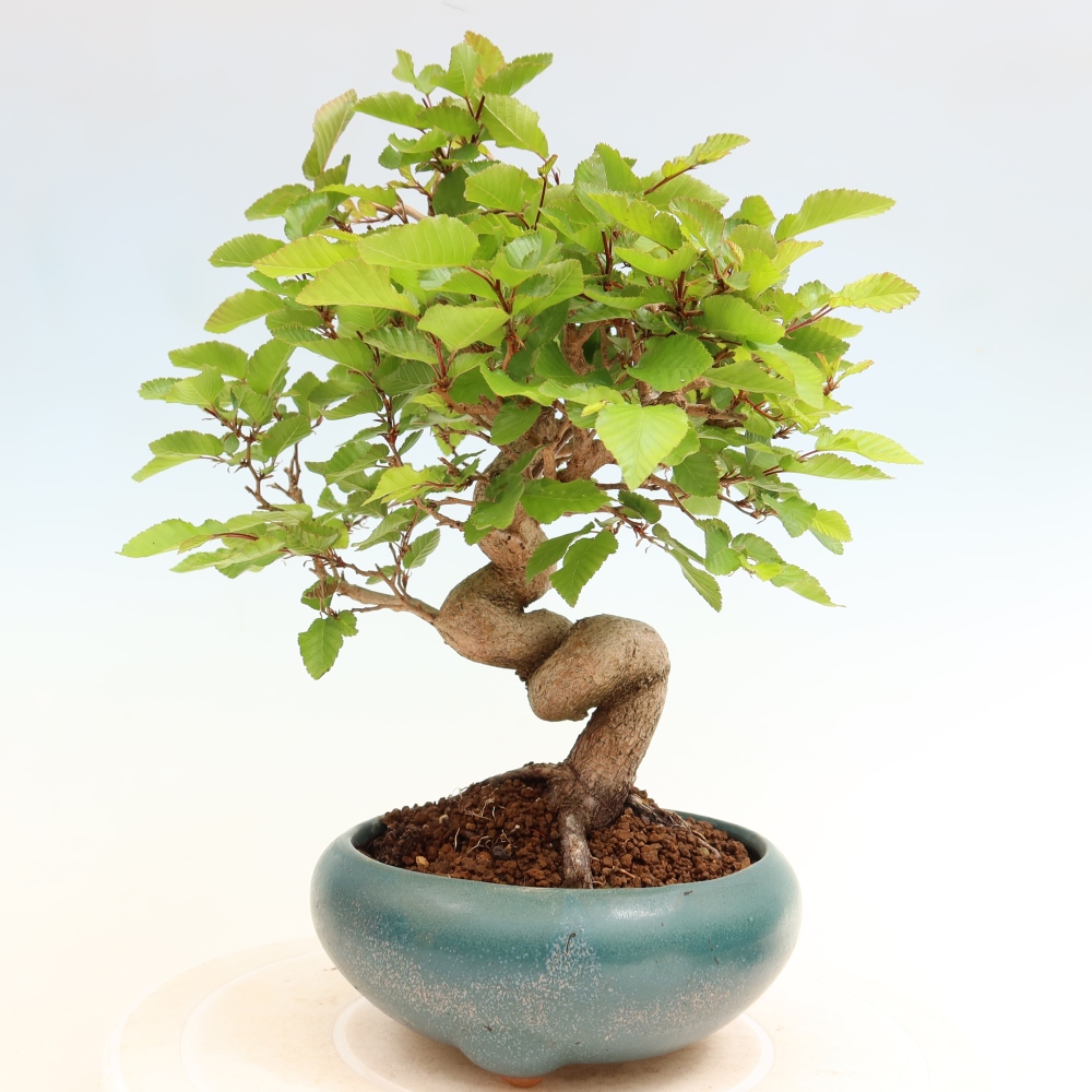 Bonsaï d'extérieur -Carpinus Coreana - Charme de Corée