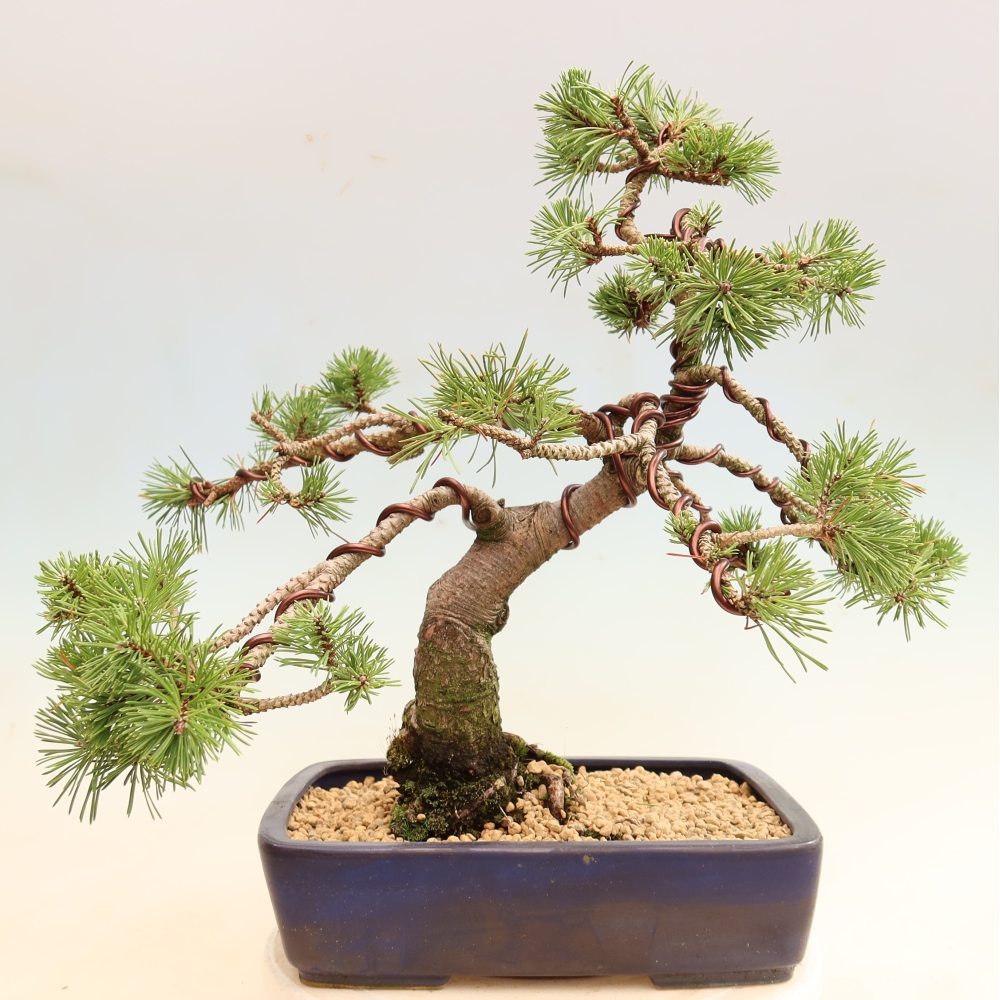 Bonsaï d'extérieur - Pinus mugo Humpy  - Pin nain