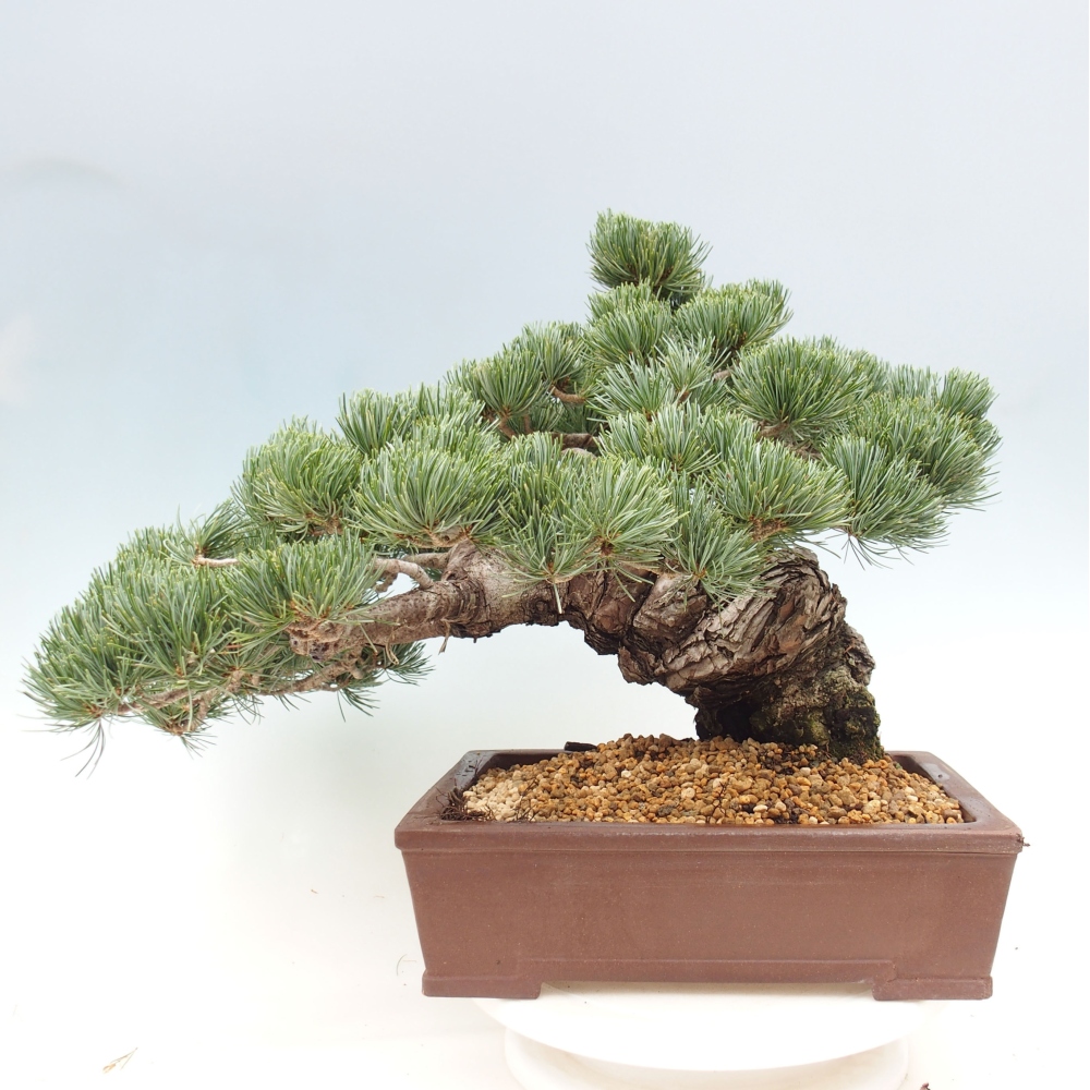 Bonsaï d'extérieur - Pinus parviflora - Pinus parviflora