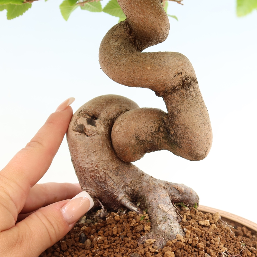 Bonsaï d'extérieur -Carpinus Coreana - Charme de Corée