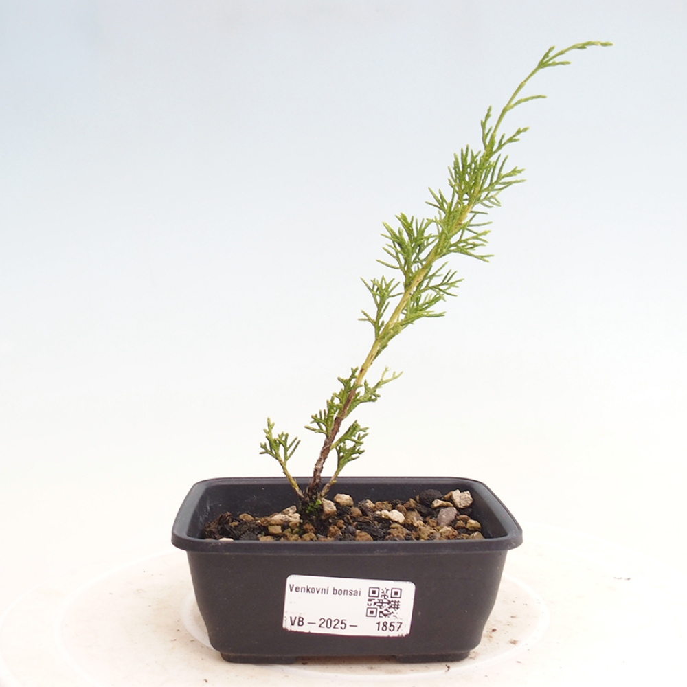 Bonsaï d'extérieur - Juniperus chinensis Itoigawa