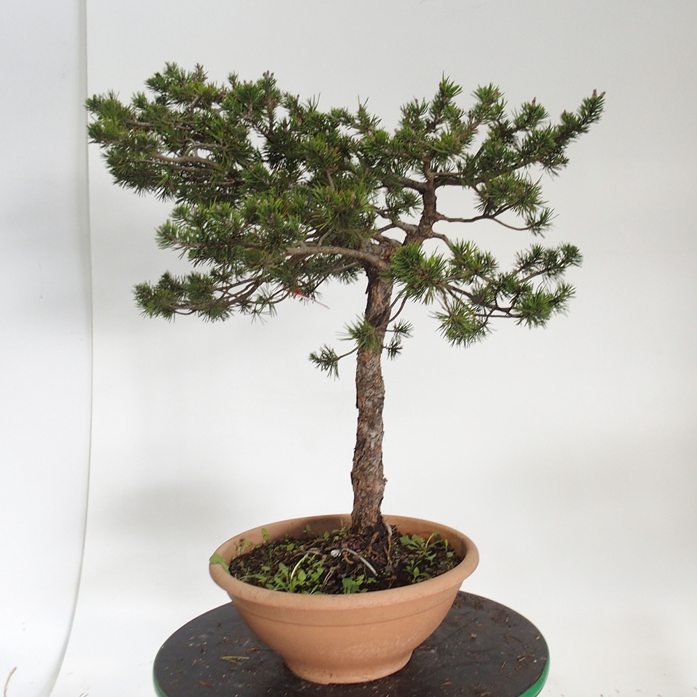 Yamadori - Pinus sylvestris Espagne