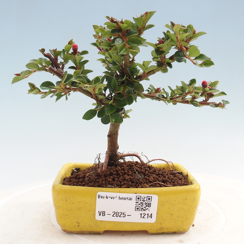 Bonsaï d'extérieur - Cotoneaster horizontalis - Rocky Mountain