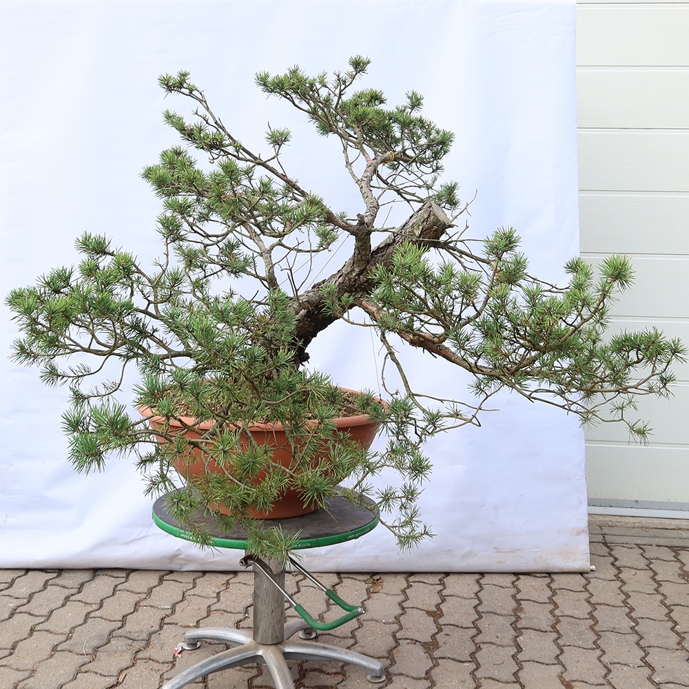 Pinus sylvestris Espagne - pin sylvestre