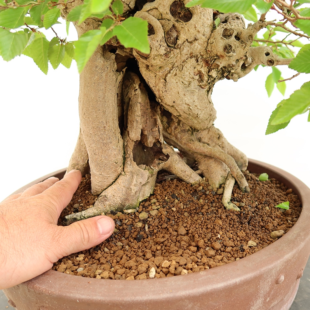 Bonsaï d'extérieur -Carpinus Coreana - Charme de Corée