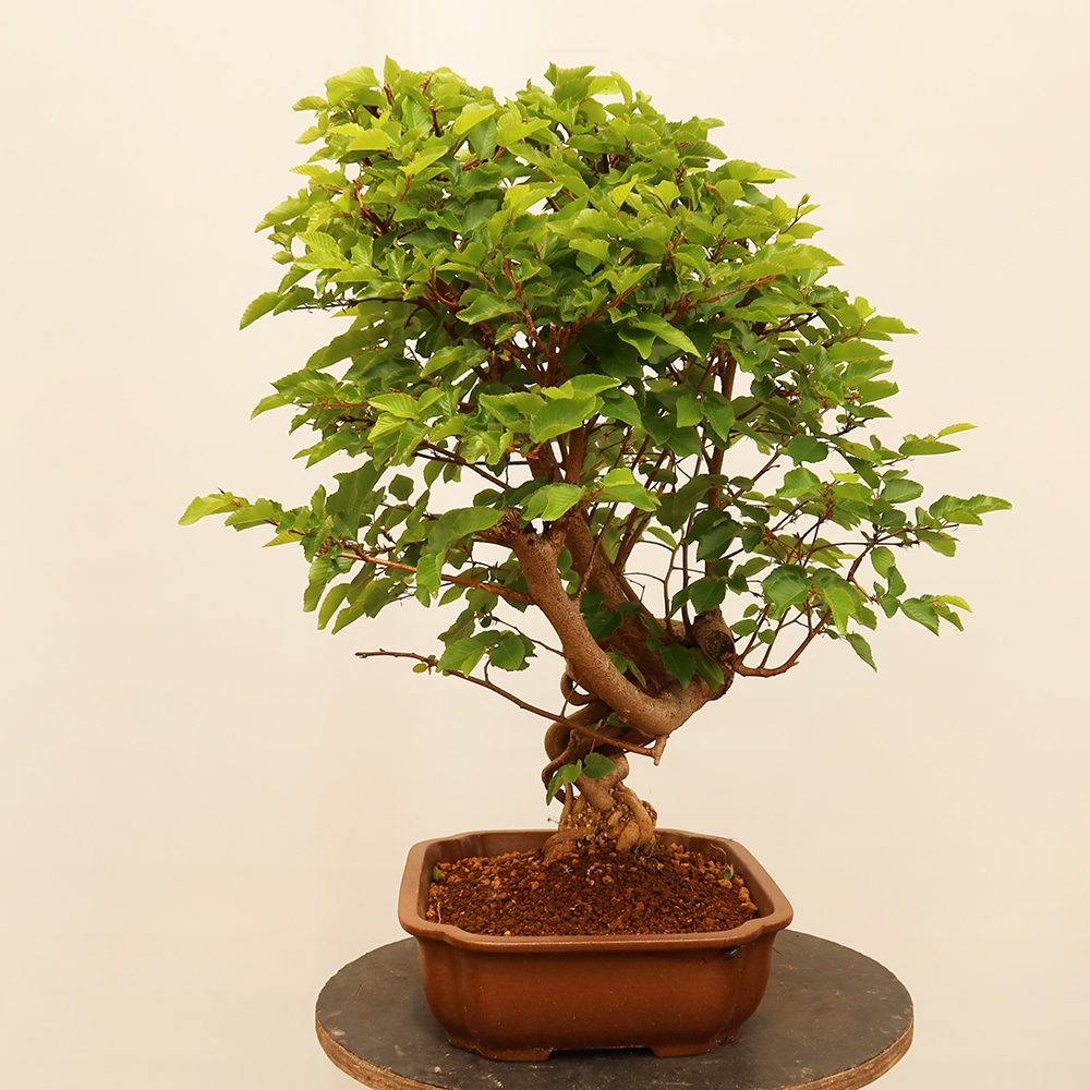 Bonsaï d'extérieur -Carpinus Coreana - Charme de Corée