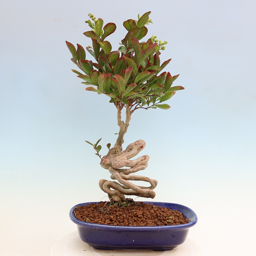 Bonsaï d'intérieur - Lagerstroemia indica - lilas indien