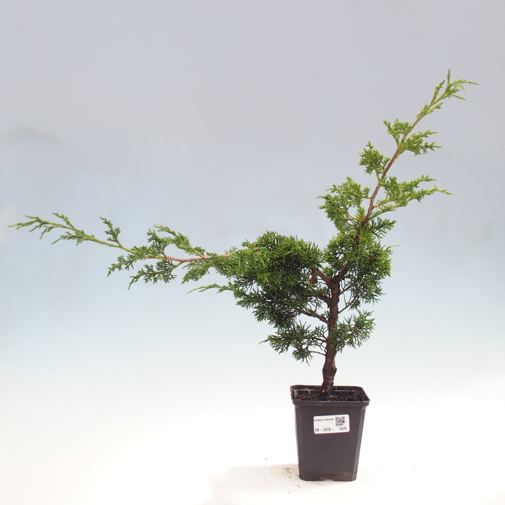 Bonsaï d'extérieur - Juniperus chinensis Itoigawa