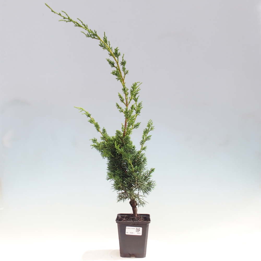 Bonsaï d'extérieur - Juniperus chinensis Kishu