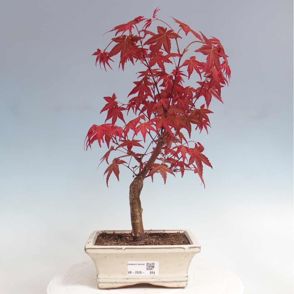 Bonsaï d'extérieur - Acer palmatum DESHOJO