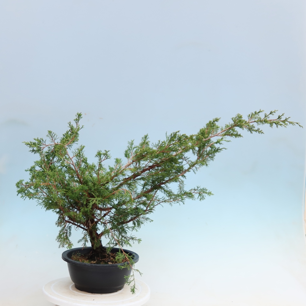 Bonsaï d'extérieur - Juniperus chinensis Itoigawa - Genévrier de Chine