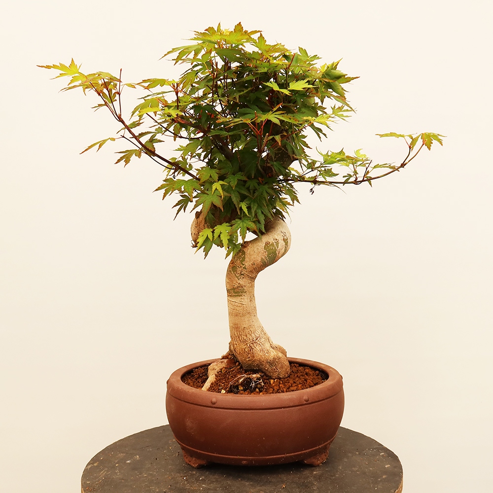 Bonsaïs d'extérieur - Maple palmatum - Palmiers