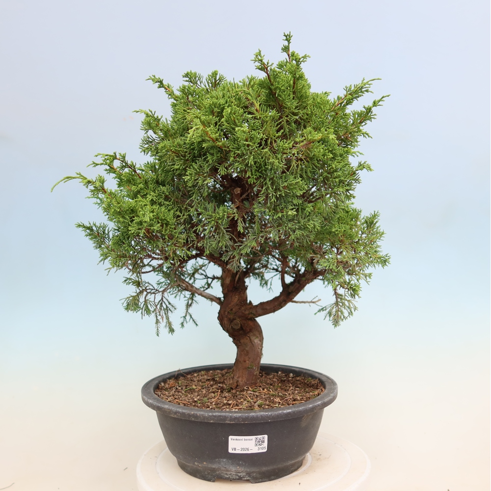 Bonsaï d'extérieur - Juniperus chinensis Itoigawa-Juniperus chinensis