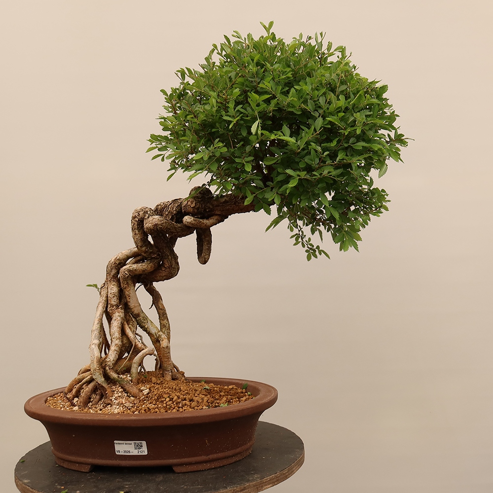 Bonsaï d'extérieur - Zelkova - Zelkova NIRE