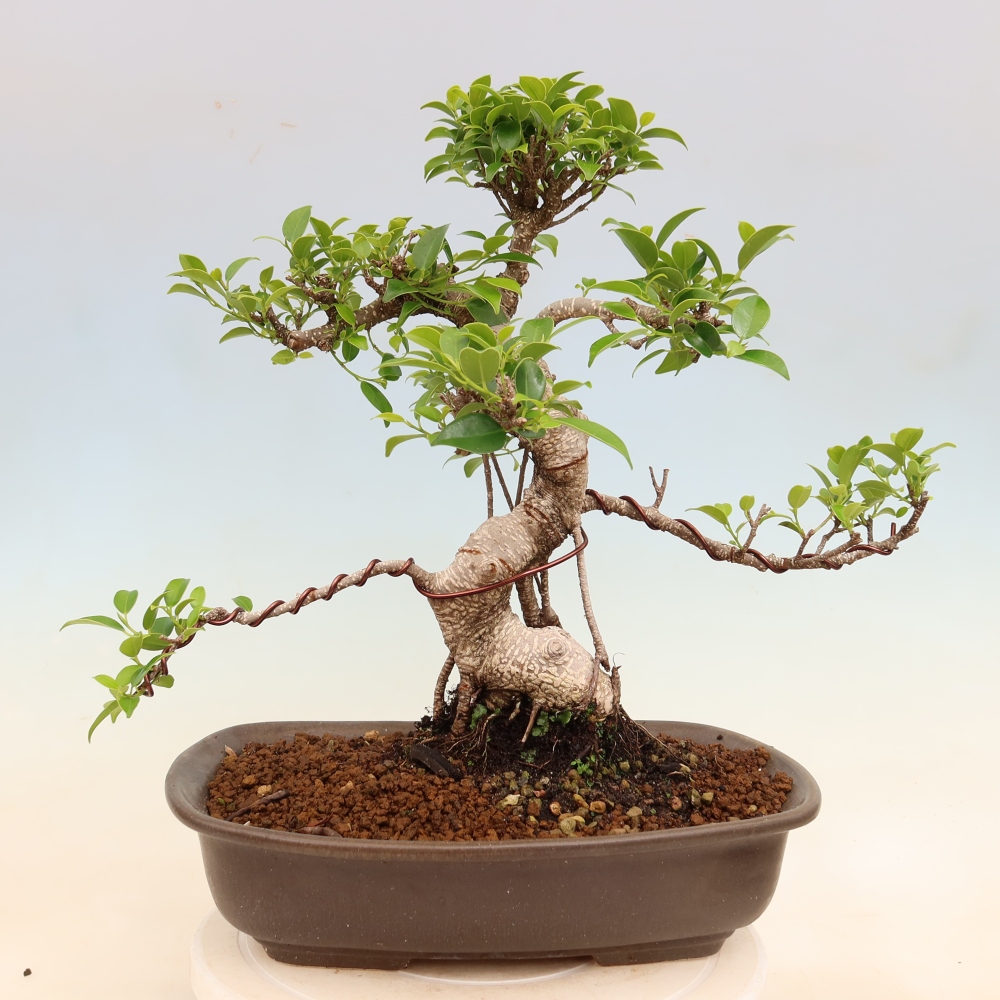 Salle bonsaï - Ficus kimmen - ficus à petites feuilles