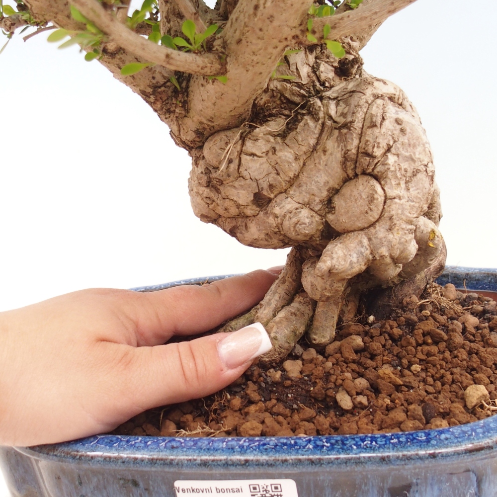 Bonsaï d'extérieur - Berberis coreana