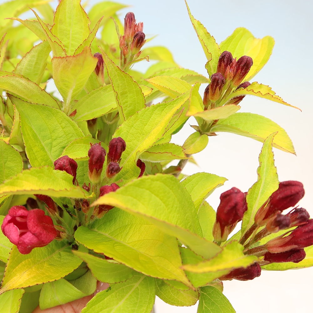 Bonsaï d'extérieur - Weigela subsessilis - Weigela de Corée