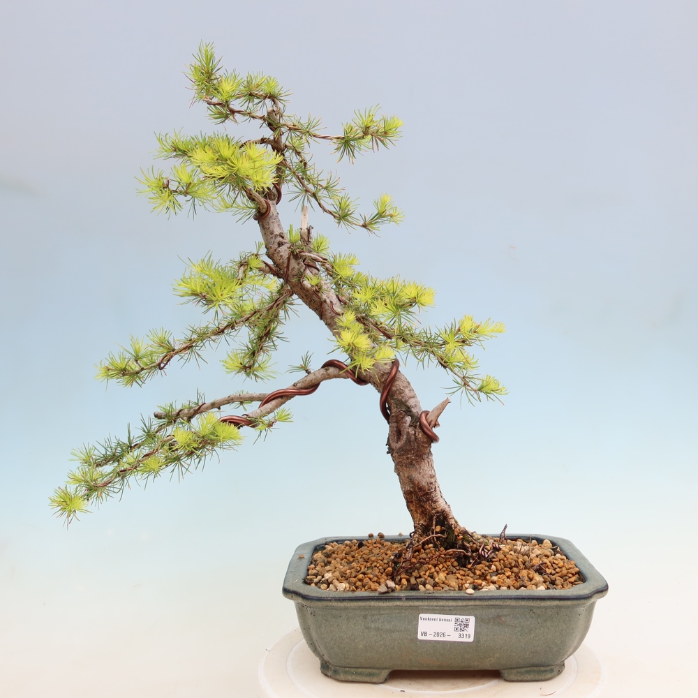 Bonsaï d'extérieur -Larix decidua - Mélèze