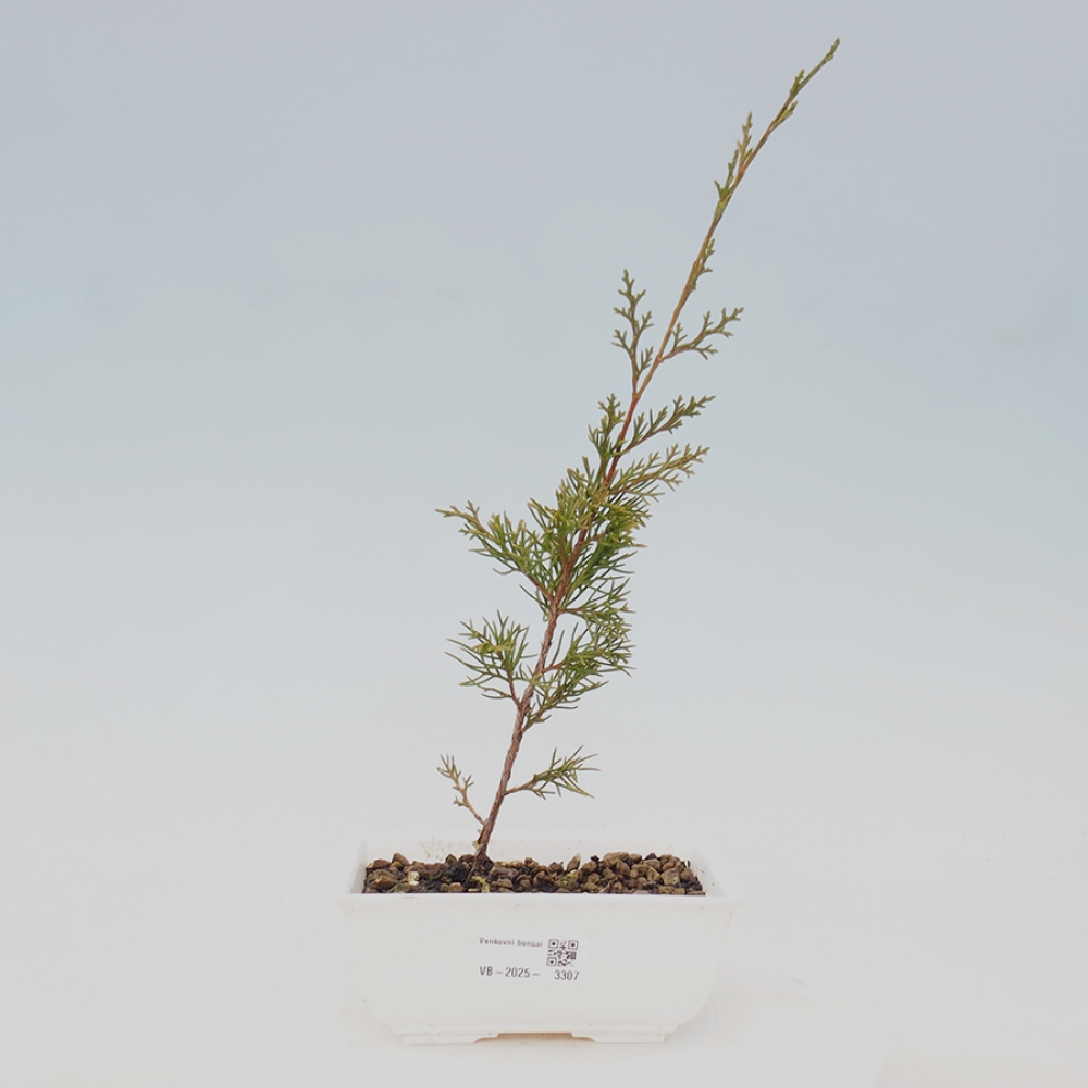 Bonsaï d'extérieur - Juniperus chinensis Itoigawa