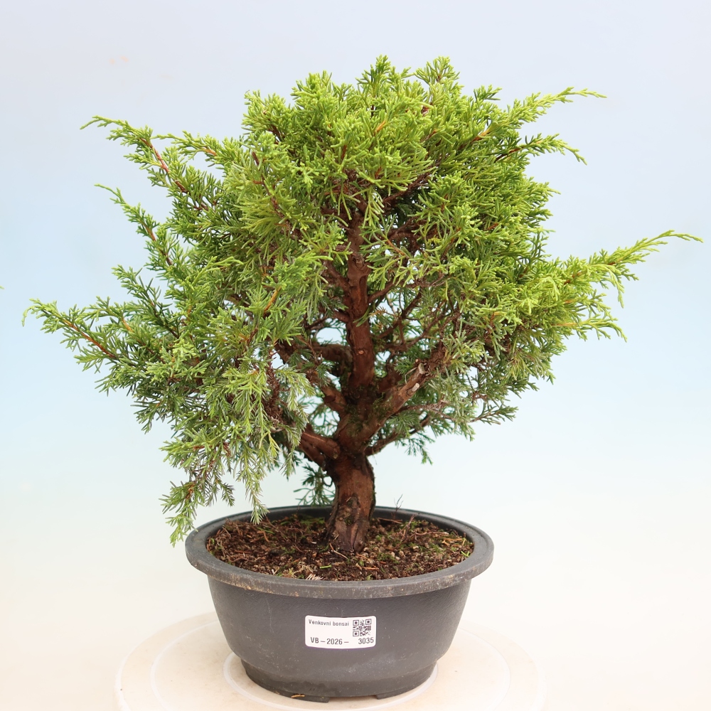 Bonsaï d'extérieur - Juniperus chinensis Itoigawa-Juniperus chinensis