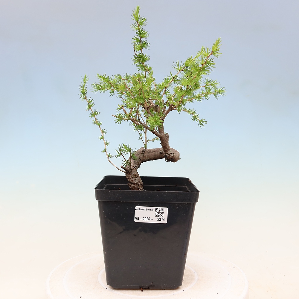 Bonsaï d'extérieur -Larix decidua - Mélèze