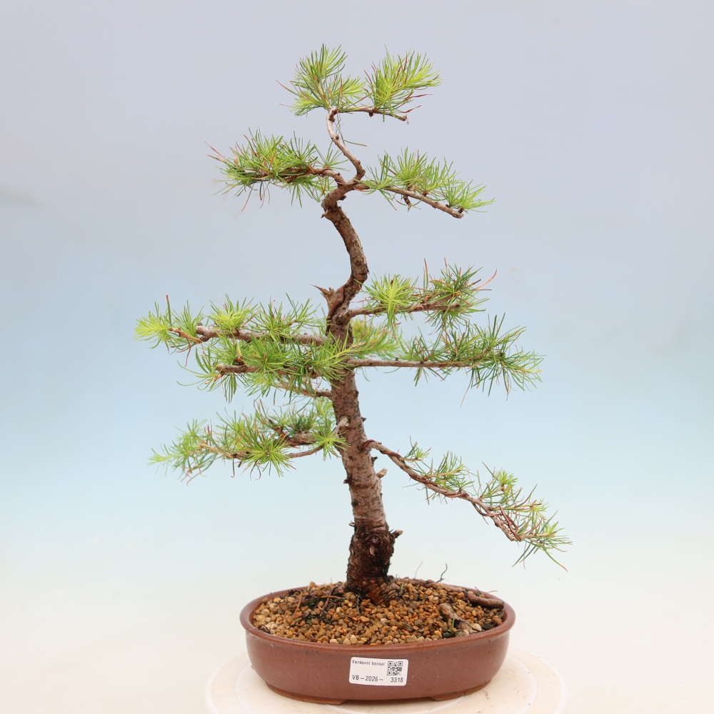 Bonsaï d'extérieur -Larix decidua - Mélèze
