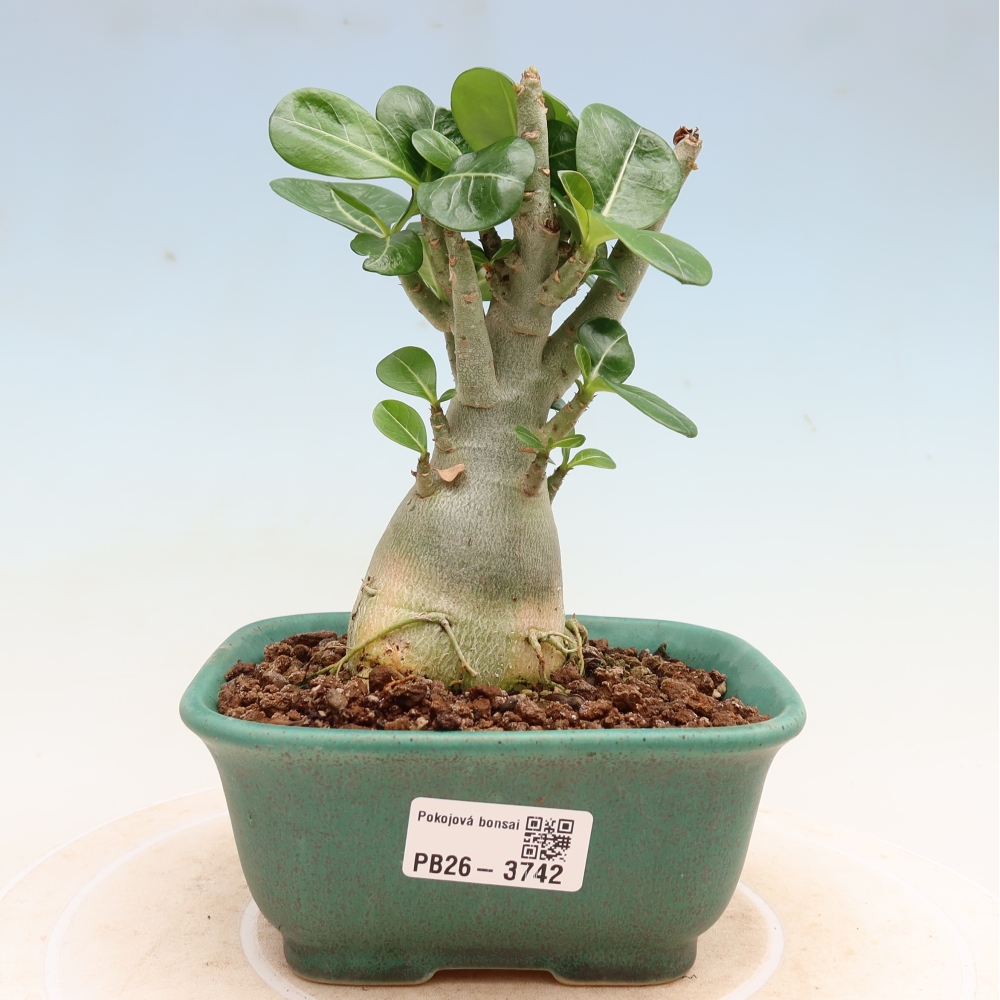 Bonsaï d'intérieur - Adenium obesum Red Star - Rose du désert