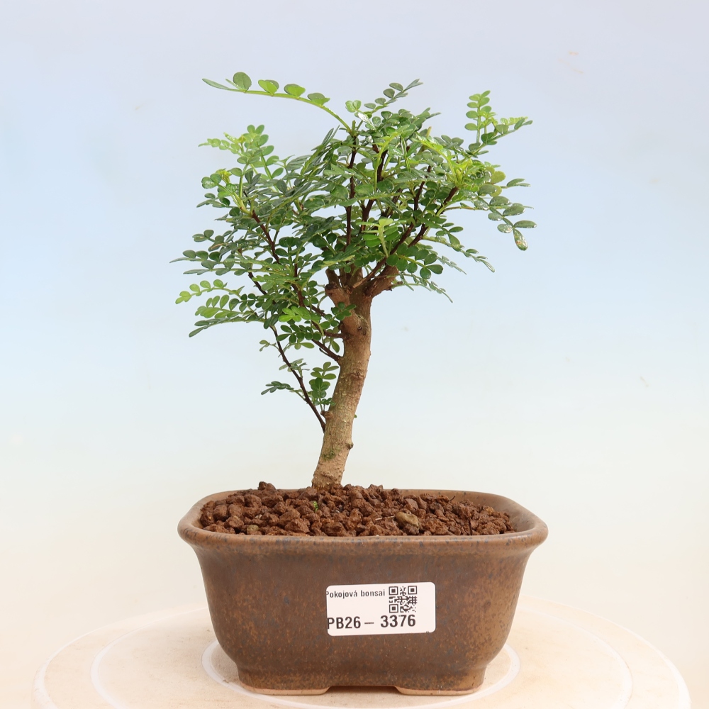 Salle bonsaï - Zantoxylum piperitum - arbre à poivre
