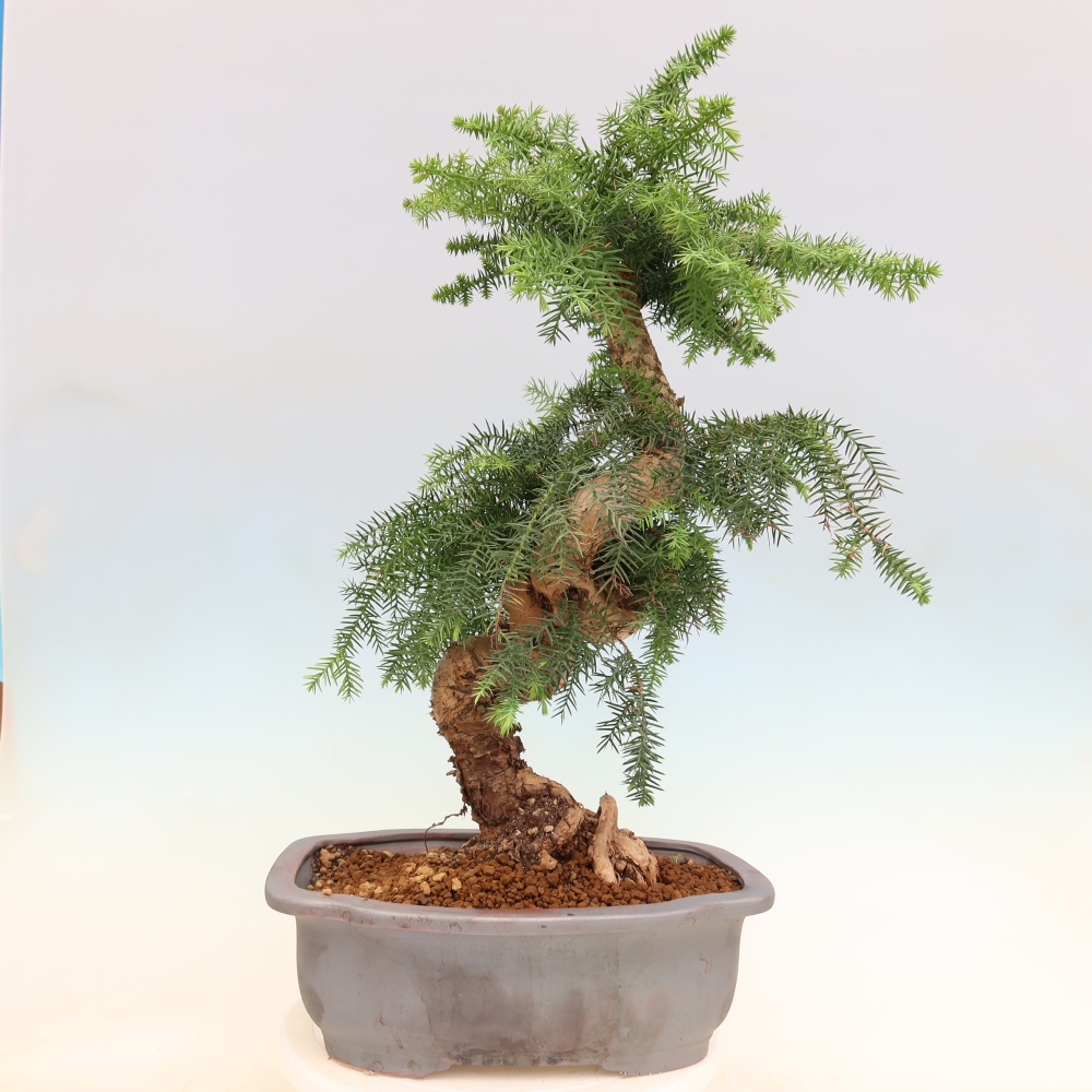 Bonsaï de chambre - Araucaria - épicéa de chambre