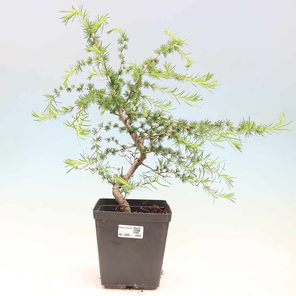 Bonsaï d'extérieur -Larix decidua - Mélèze