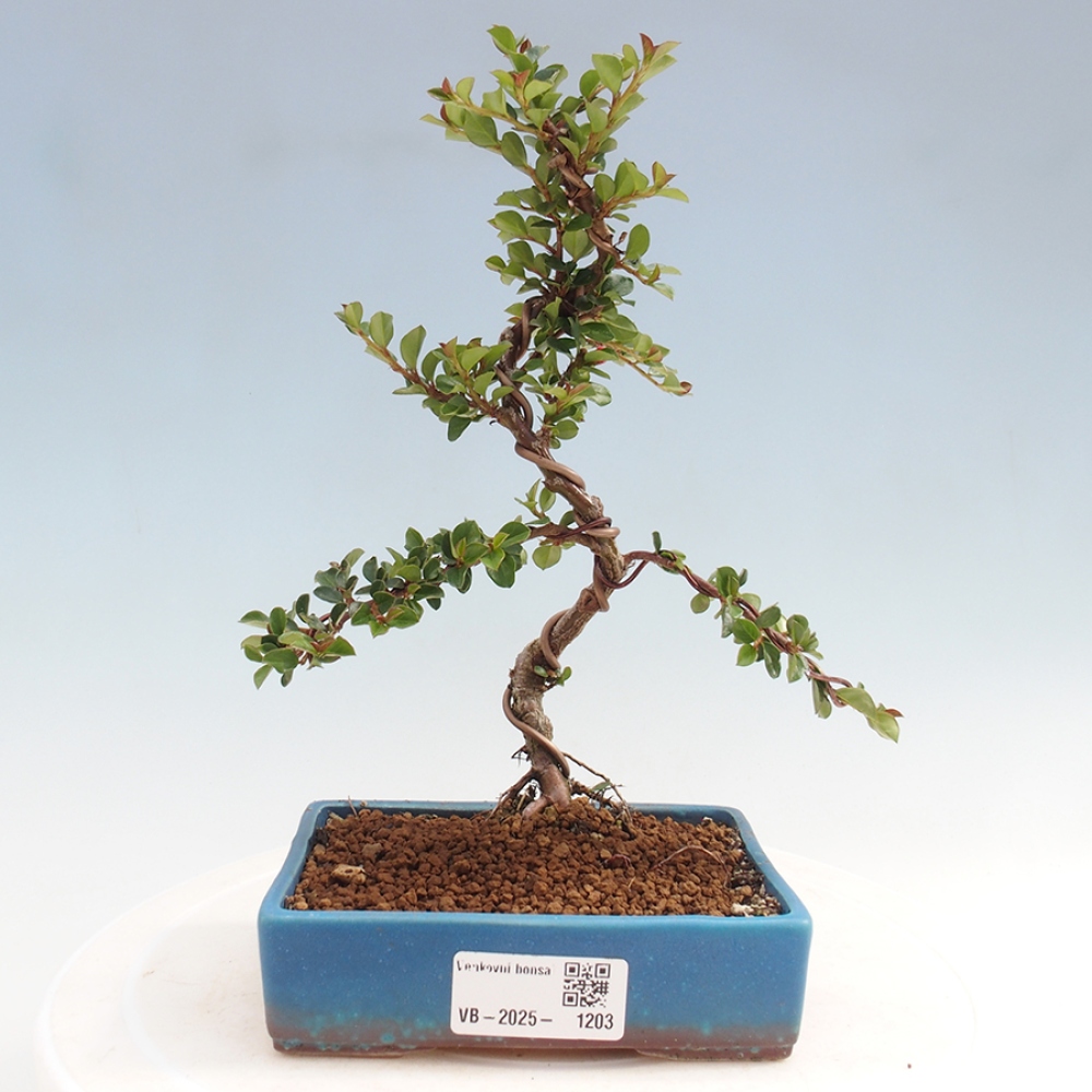 Bonsaï d'extérieur-Cotoneaster horizontalis - Rocky Mountain