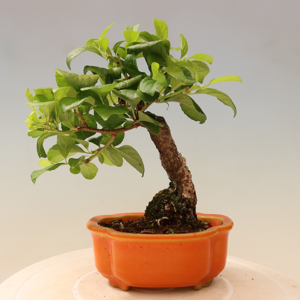 Bonsaï d'extérieur - Celastrus orbiculatus