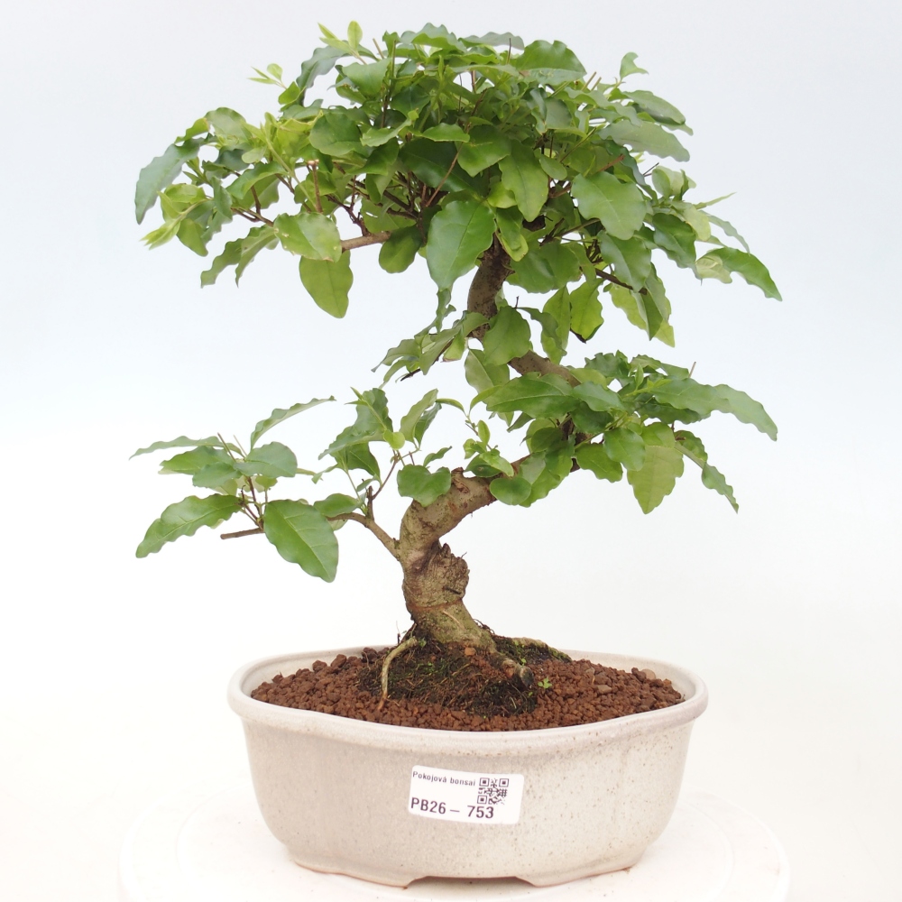 Bonsaï de chambre -Ligustrum chinensis - Bec d'oiseau