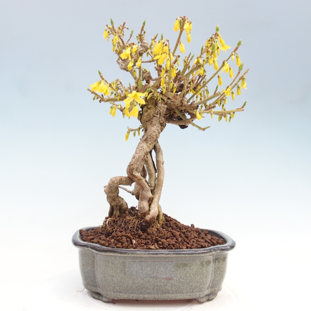 Bonsaï d'extérieur - Zlatice - Forsythia koreana
